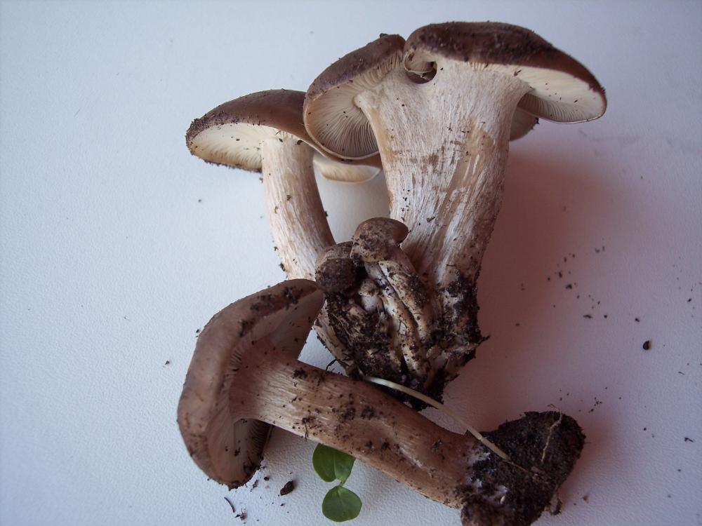 Da discutere, se vi va